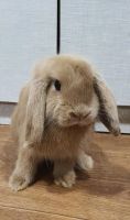 Лот: 24809515. Фото: 3. Декоративный кролик породы Минилоп. Растения и животные