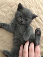 Лот: 9394424. Фото: 2. Шотландский котёнок. Животные и уход