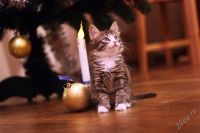 Лот: 2398973. Фото: 3. подарим новогоднего котенка. Растения и животные
