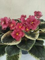 Лот: 13675813. Фото: 2. Фиалка Зивай цветущая. Комнатные растения и уход