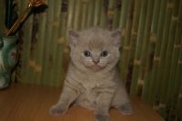 Лот: 4264993. Фото: 2. Шотландская лиловая кошечка. Животные и уход
