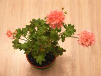 Лот: 4456960. Фото: 2. Пеларгония Gwen Levington. Stellar... Комнатные растения и уход