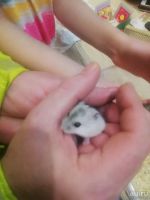 Лот: 13227241. Фото: 2. Хомяки джунгарские. Животные и уход