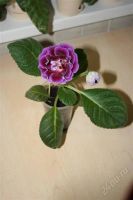 Лот: 2827201. Фото: 3. Глоксиния 3 (цветет). Растения и животные