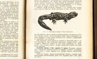 Лот: 18627295. Фото: 20. Н.Ф. Золотницкий . Аквариум любителя...