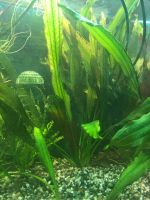 Лот: 12644955. Фото: 2. Эхинодорус Рубин. Большой куст... Аквариумистика