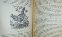 Лот: 24890274. Фото: 5. Охота на лесную (боровую) дичь...