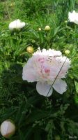 Лот: 13973276. Фото: 4. Пион белый с оттенками и мазками... Красноярск