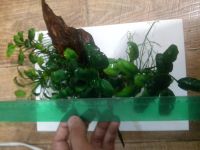 Лот: 8241312. Фото: 3. Анубиас пресноводное растение. Растения и животные