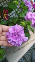 Лот: 11525967. Фото: 4. Петуния Сурфиния Дабл Лилак. черенок. Красноярск