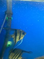 Лот: 18715156. Фото: 2. Скалярии. Аквариумистика