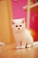 Лот: 3386760. Фото: 7. Британский котёнок! (шиншилла)