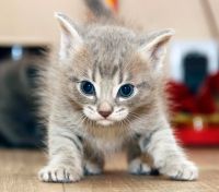 Лот: 6643595. Фото: 2. Подарим симпатичного котика. Животные и уход