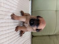 Лот: 24670105. Фото: 4. АГорыныч. Красноярск