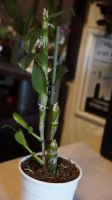 Лот: 5541721. Фото: 3. Орхидея Дендробиум Нобиле белый... Растения и животные
