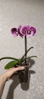 Лот: 21093637. Фото: 2. Орхидея фаленопсис сортовая биг-лип... Комнатные растения и уход
