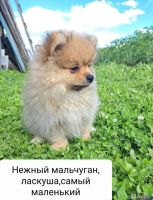 Лот: 20571237. Фото: 2. Шпиц. Животные и уход