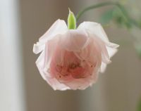 Лот: 4735364. Фото: 2. Роза комнатная, нежно-розовая. Комнатные растения и уход