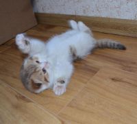 Лот: 3550964. Фото: 5. Шотландская вислоухая принцесса