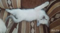 Лот: 8956917. Фото: 4. Отдадим сиамских котят в хорошие... Красноярск
