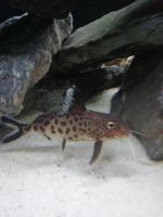 Лот: 15889669. Фото: 3. Сом Синодонтис (Cynodontis). Растения и животные