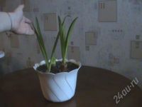 Лот: 33235. Фото: 2. огненный красавец - гипеаструм...