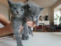 Лот: 19483786. Фото: 3. Очаровательные котята! 1 мальчик... Растения и животные