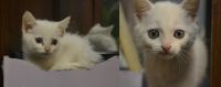 Лот: 3576425. Фото: 2. отдам котенка (девочка). Животные и уход