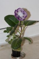 Лот: 3929727. Фото: 5. Глоксиния махровая цветет