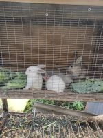 Лот: 19584359. Фото: 2. 🐰. Животные и уход