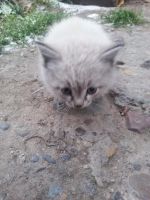 Лот: 6277173. Фото: 5. Отдам маленьких крошек в добрые...