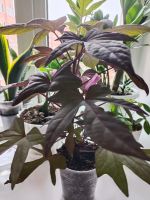 Лот: 25703419. Фото: 2. Ипомея Батат (молодое растение... Комнатные растения и уход