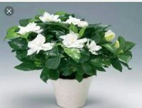 Лот: 11643258. Фото: 4. Гардения жасминовидная из семян... Красноярск