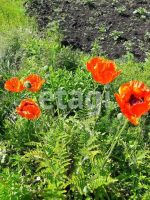Лот: 25294143. Фото: 13. 2-комн. дача , садоводческое некоммерческое...