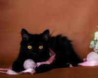 Лот: 9079605. Фото: 3. Ласковая кошка в хорошие руки. Растения и животные
