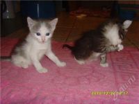Лот: 674823. Фото: 3. Котята Отличный подарок детям... Растения и животные