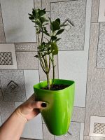 Лот: 25763532. Фото: 2. каланхое. Комнатные растения и уход