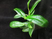 Лот: 13557841. Фото: 2. Хойя Hoya blashernaezii. Комнатные растения и уход