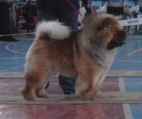 Лот: 6167213. Фото: 6. Продам щенка Чау-чау