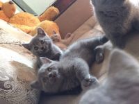 Лот: 11685038. Фото: 3. Британские котята. Растения и животные