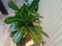 Лот: 23284183. Фото: 2. Кодиеум кротон. Комнатные растения и уход