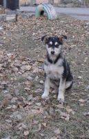 Лот: 3324604. Фото: 2. Лайк на счастье!. Животные и уход