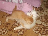 Лот: 2364437. Фото: 2. отдам в хорошие руки. Животные и уход