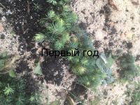 Лот: 15030771. Фото: 3. Семена голубой ели. Для дачи, дома, огорода, бани, парка