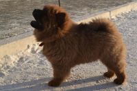 Лот: 6167213. Фото: 2. Продам щенка Чау-чау. Животные и уход