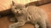 Лот: 4277236. Фото: 2. Британский котёнок 1 месяц девочка... Животные и уход