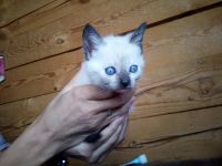 Лот: 12080500. Фото: 5. Котята от кошки мышеловки