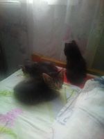 Лот: 6878825. Фото: 3. полосатое чудо. Растения и животные