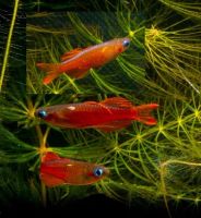 Лот: 25644388. Фото: 4. Псевдомугил Паскай ред неон синеглазка... Красноярск