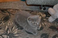 Лот: 1490133. Фото: 3. Шотладская вислоухая девочка. Растения и животные